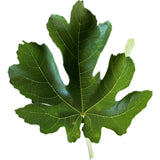 Leaf of Calderona de Miner Fig Tree