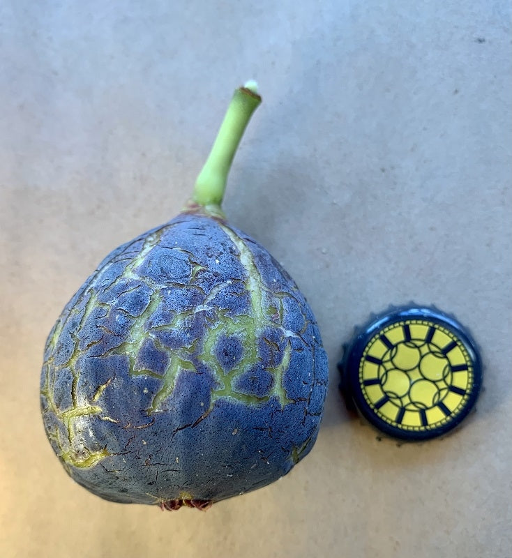 Calderona Fig Fruit