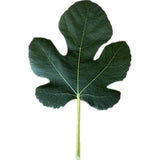 Leaf of Campaniere Fig Tree