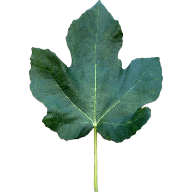 Leaf of Cap Terra Hava Fig Tree