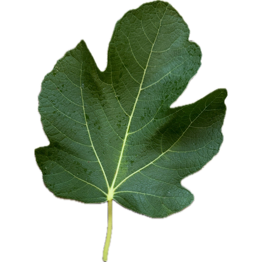 Leaf of Capoll Curt Negra Fig Tree