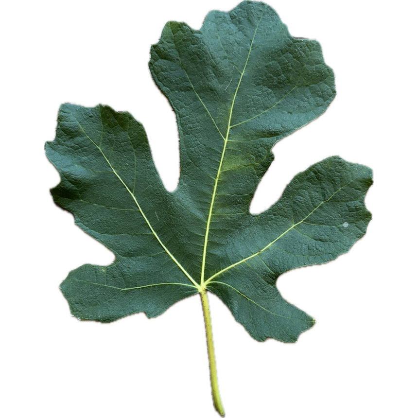 Leaf of Cardenillo Fig Tree