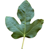 Leaf of Carlina Negra Fig Tree