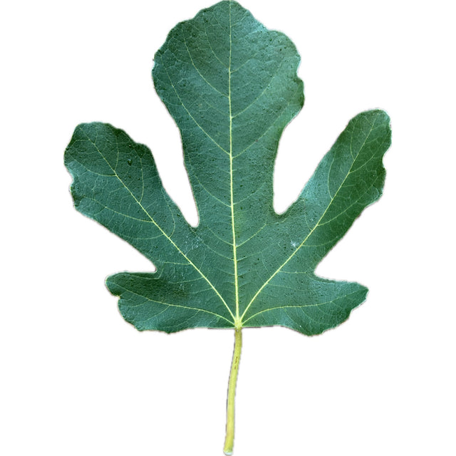 Leaf of Castelhana Preta Fig Tree