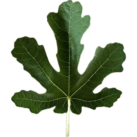 Leaf of Causses de Vers Fig Tree