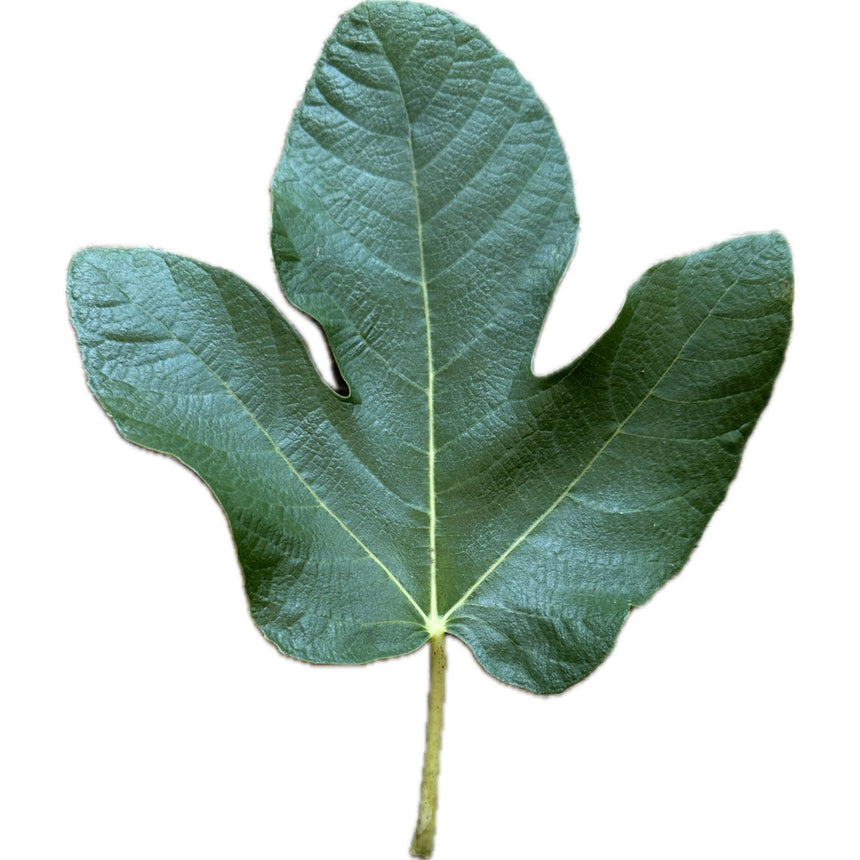 Leaf of Cavaliere Fig Tree