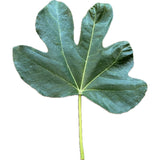 Leaf of Cerreto Fig Tree