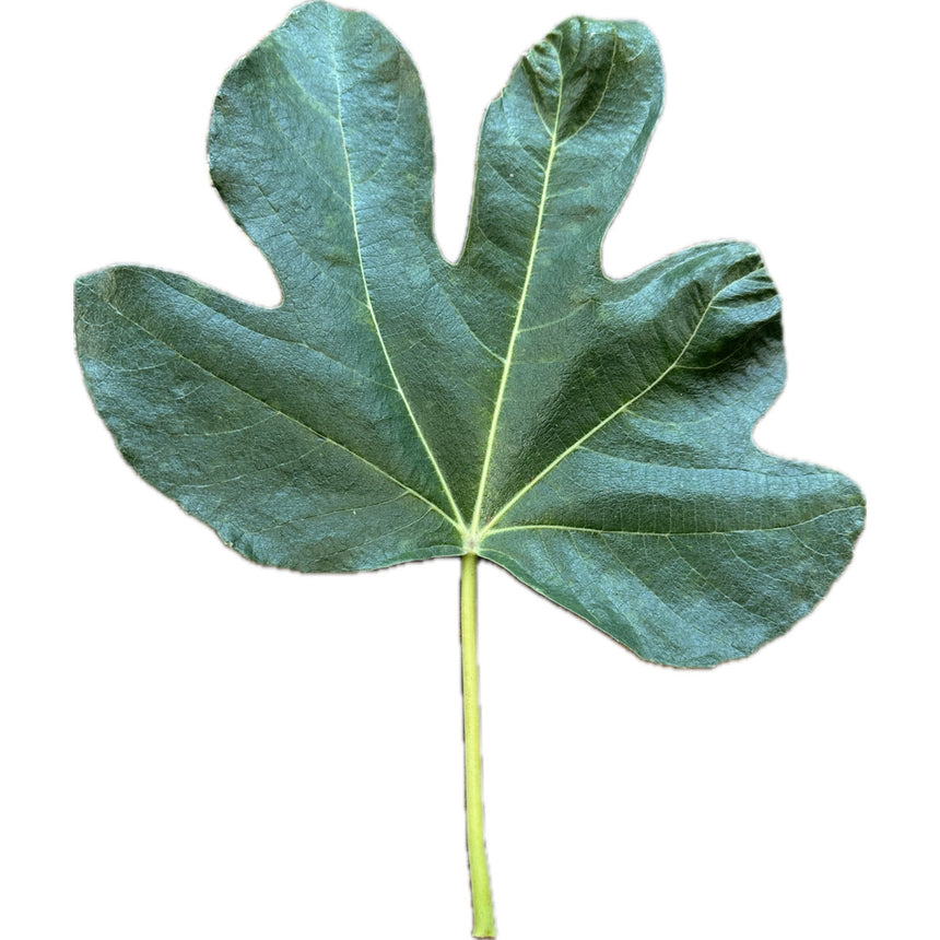 Leaf of Cerreto Fig Tree