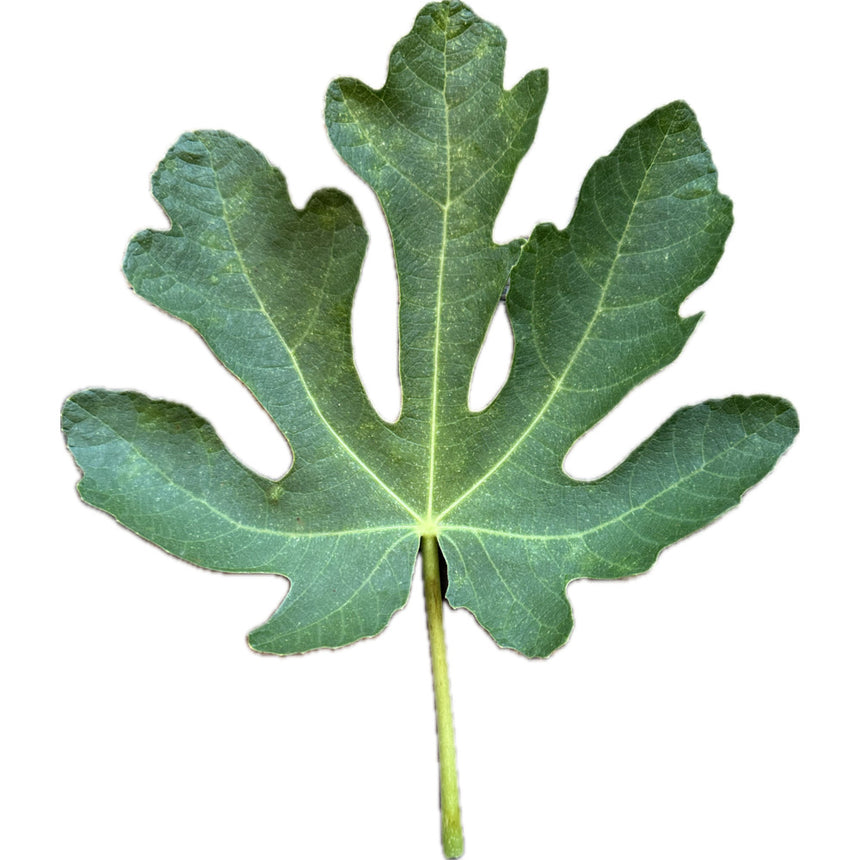 Leaf of Cessac Fig Tree