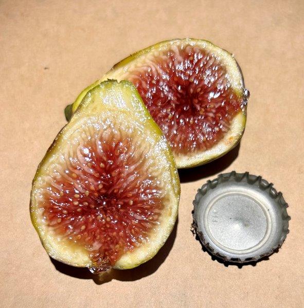 Cessac Fig Fruit Inside