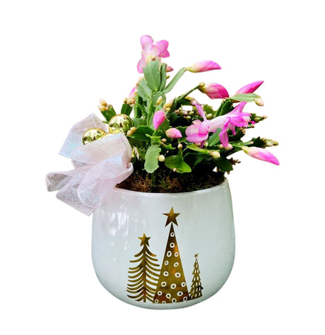 Christmas cactus in ceramic pot with bow