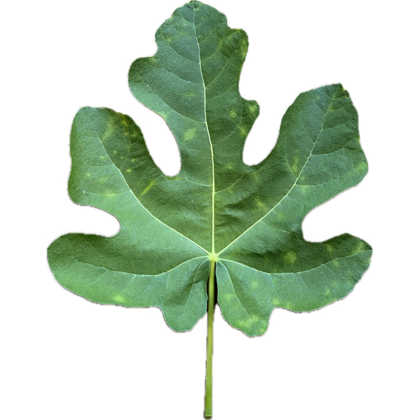 Leaf of Cilegia Dolce Fig Tree