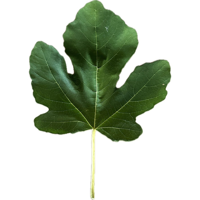 Leaf of Cipolla Fig Tree