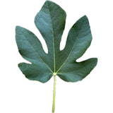 Leaf of CLBC Fig Tree