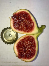 Col de Dame Blanc Fig Fruit Cross Section