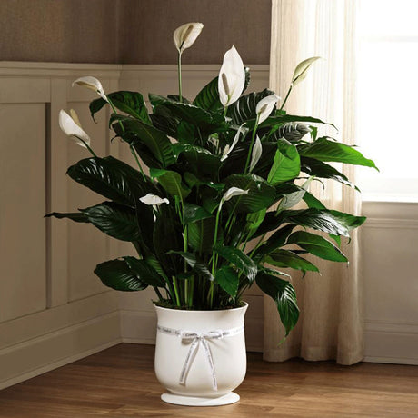 Large foliage plant in peaceful planter