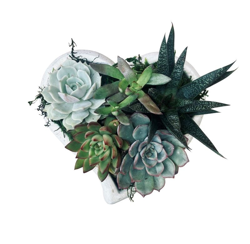 Concrete Heart Succulent Garden