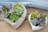 Succulent planters for Valentines Day