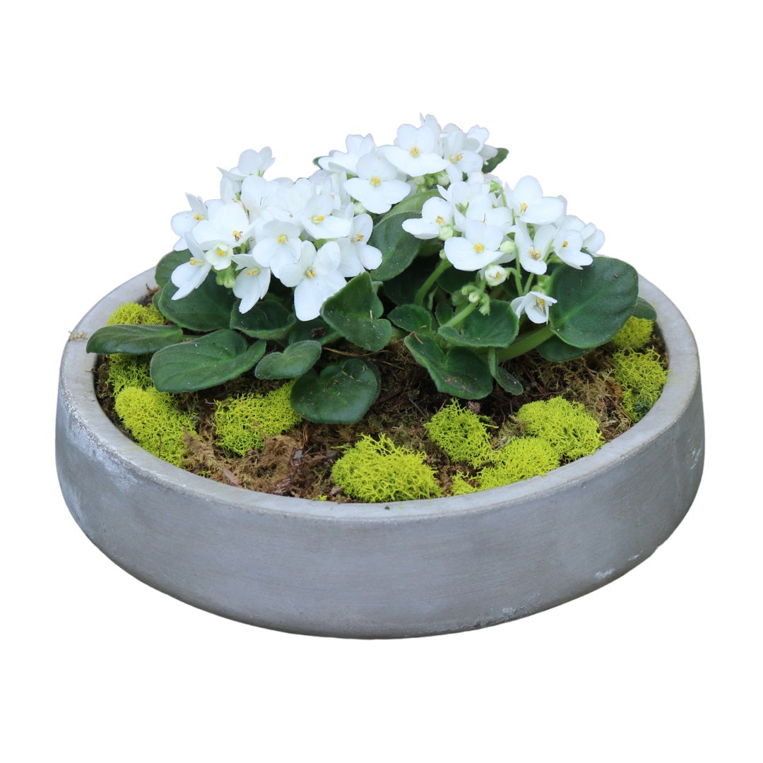 Concrete Violet Planter - Deluxe