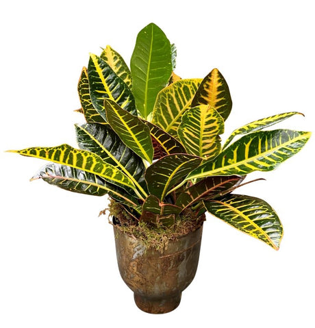 Rustic Croton