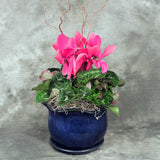 Cyclamen plant in ceramic pot