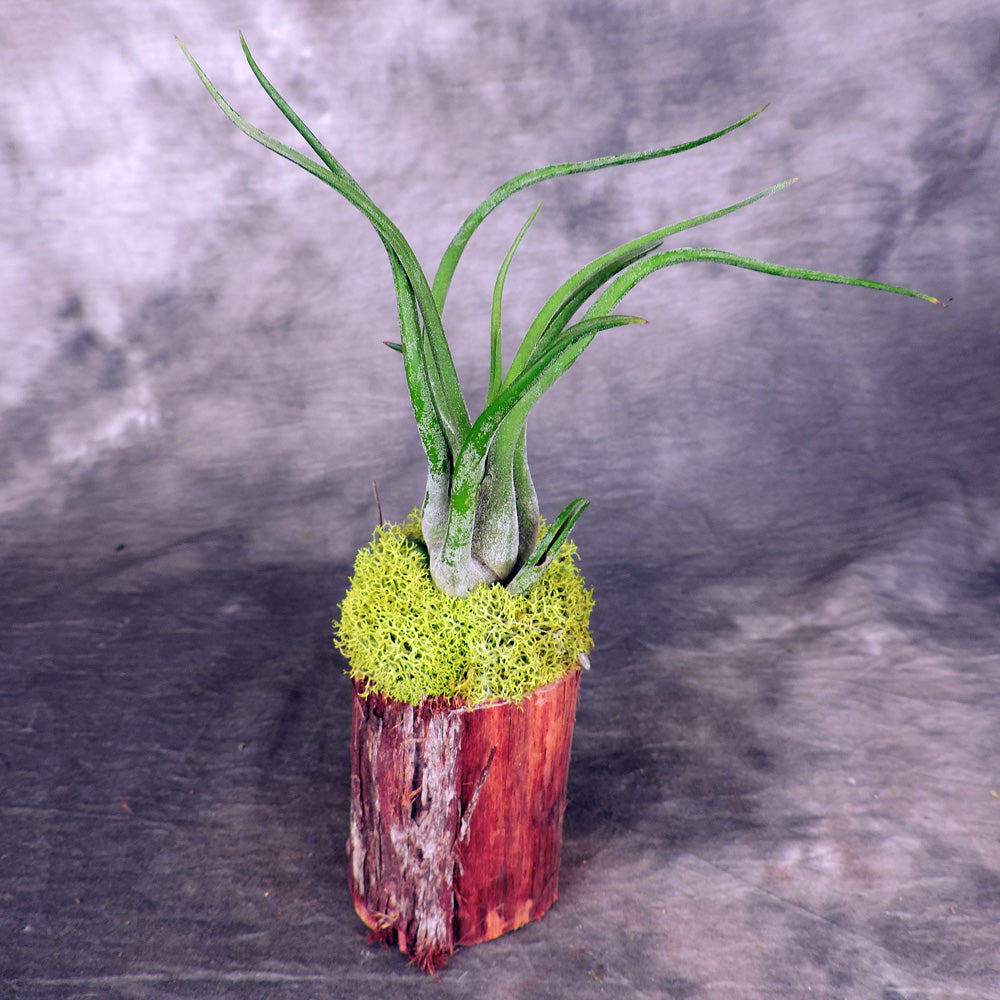 Air plant with moss on cypress