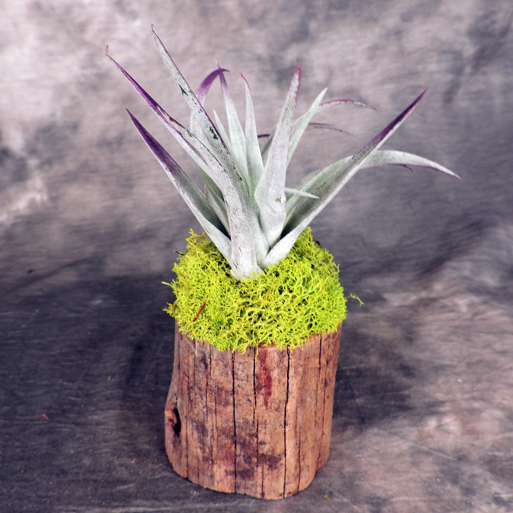 Single air plant on a piece of cypress wood