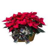 Premium Poinsettia Planter