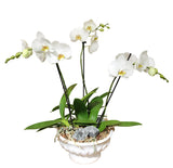 Designer Orchid Planter