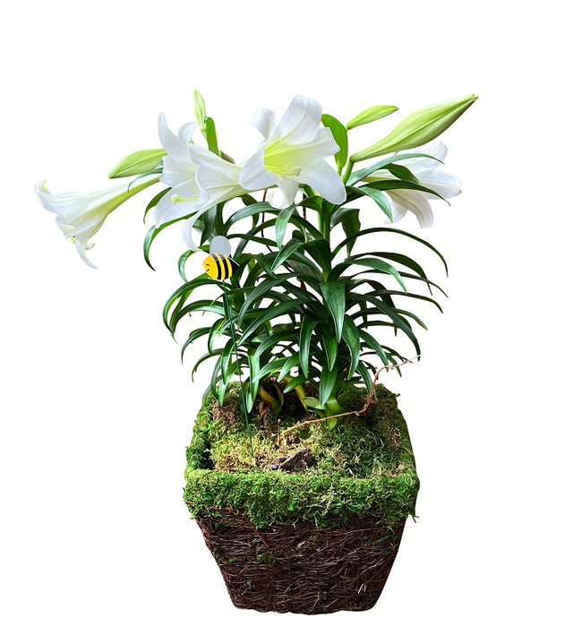 Triple Easter Lily Plant in Decorative Pot