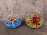 Double glass globe with tillandsia plants