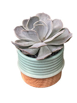 Drop Glaze Succulent 2