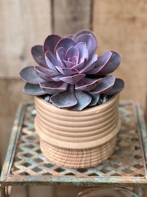 Drip Glaze Succulent Garden