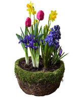 Small Easter blooming bulb garden of tulips