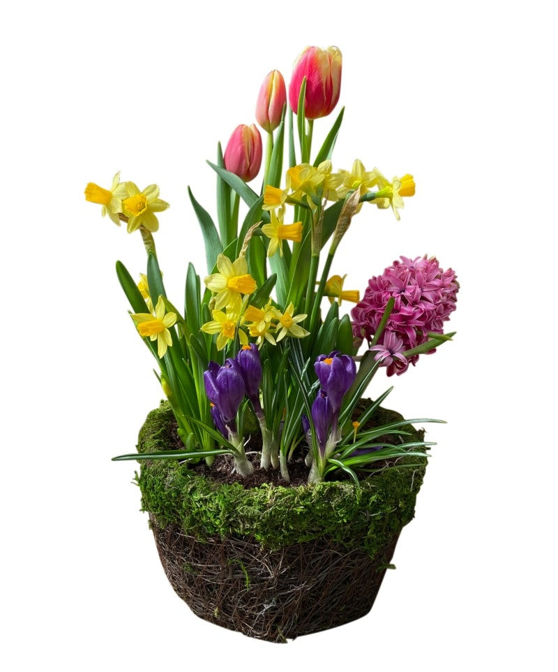 Easter blooming bulb garden large