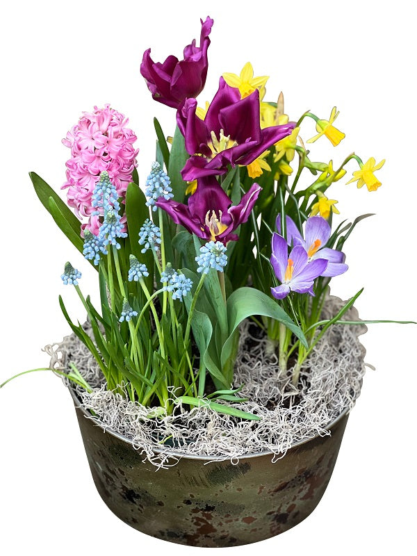 Easter blooming bulb garden