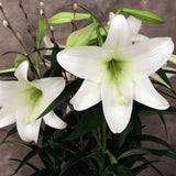 Close up of Easter lily bloom