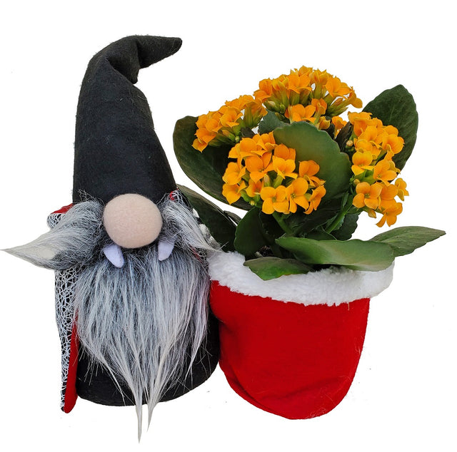 Edward the Vampire Gnome Planter