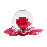 Enchanted Beauty Rose Globe- Red