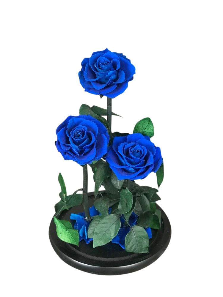 Enchanted Beauty Triple Rose - Blue