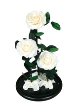 Enchanted Beauty Triple Rose - White