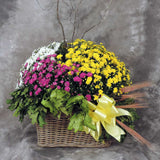 Triple garden mum in aged basket with Fall accents and bow