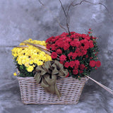 Double garden mum in aged basket with Fall accents and bow