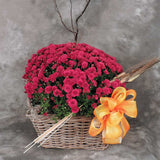 Single garden mum in aged basket with Fall accents and bow