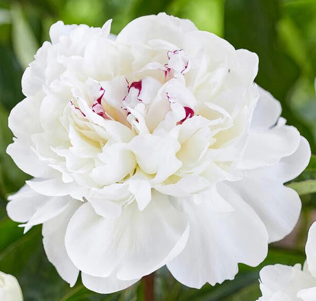 Festiva Maxima Peonies in Vase