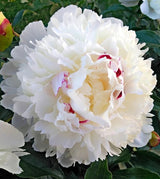 Festiva Maxima Peony