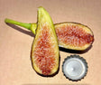 Fico Greco Paolo Belloni Fig Interior