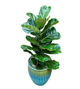 Ficus Lyrata in Ceramic Pot