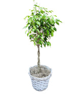 Ficus Tree in Basket