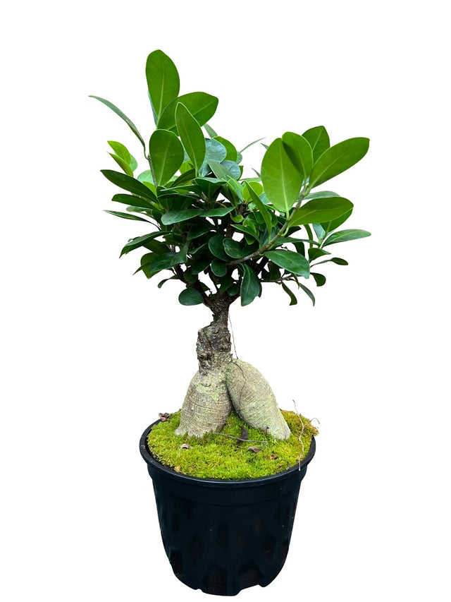 Ficus Ginseng Bonsai Tree